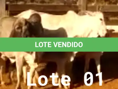 LOTE 001 - 02 VACAS NELORE COM CRIA AO PÉ, (IDENTIFICAÇÃO CAG 2012, MÃE CAG 1017, PAI SI, NASCIMENTO 22/02/2012, PESO 608Kg, CRIA AO PÉ IDENTIFICAÇÃO CAG 522, NASCIMENTO 04/02/2022, PAI SI, SEXO MASCULINO) E (IDENTIFICAÇÃO CAG 10215, MÃE CAG 1036, 01 NELORE, NASCIMENTO 01/11/2015, PESO 585KG, CRIA AO PÉ IDENTIFICAÇÃO CAG 1022, NASCIMENTO 13/02/2021, PAI THOR NELSI, SEXO FEMININO)