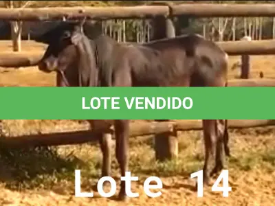 LOTE 014 - 01 NOVILHA NELORE/ANELORADA, (IDENTIFICAÇÃO NLN 472 MÃE CAG 5810, PAI T-2180, NASCIMENTO 29/01/2020, PESO 06/06/2022, 420KG.