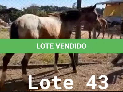 LOTE 043 - 01 EQUINO, (IDENTIFICAÇÃO FAL 633, NOME SN, CATEGORIA ÉGUA, MÃE SL, PAI SL, PELAGEM ROSILHA, NASCIMENTO 2005.