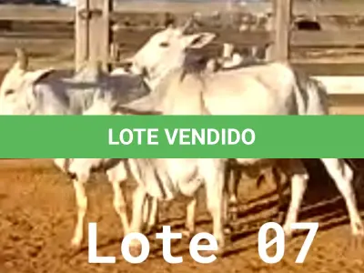 LOTE 007 - 03 VACAS NELORE VAZIAS, (IDENTIFICAÇÃO NLC 020, MÃE SI, PAI SI, NASCIMENTO 2017, PESO 435KG; IDENTIFICAÇÃO NLC 025, PAI SI, MÃE SI, NASCIMENTO 2017, PESO 466KG; IDENTIFICAÇÃO NLC 026, PAI SI, MÃE SI, NASCIMENTO 2017, PESO 392KG).