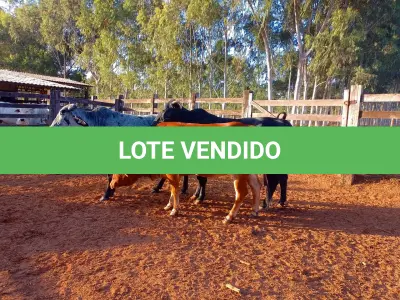 LOTE 034 - 01 ANIMAL PARA ABATE, (IDENTIFICAÇÃO CAG 1510, NASCIMENTO 01/08/2010, SEXO FEMININO, PESO 24/06/2022, 672KG, 01 ANIMAL PARA ABATE, (IDENTIFICAÇÃO UNB 360, NASCIMENTO 05/01/2011, SEXO FEMININO, PESO 24/06/2022, 518KG E 01 ANIMAL PARA ABATE, (IDENTIFICAÇÃO UNB 437, NASCIMENTO 20/10/2016, SEXO FEMININO, PESO 24/06/2022, 562KG.(TOTAL 03 ANIMAIS PARA ABATE)