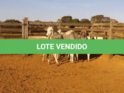LOTE 001 - 02 VACAS NELORE COM CRIA AO PÉ, (IDENTIFICAÇÃO CAG 2012, MÃE CAG 1017, PAI SI, NASCIMENTO 22/02/2012, PESO 608Kg, CRIA AO PÉ IDENTIFICAÇÃO CAG 522, NASCIMENTO 04/02/2022, PAI SI, SEXO MASCULINO) E (IDENTIFICAÇÃO CAG 10215, MÃE CAG 1036, 01 NELORE, NASCIMENTO 01/11/2015, PESO 585KG, CRIA AO PÉ IDENTIFICAÇÃO CAG 1022, NASCIMENTO 13/02/2021, PAI THOR NELSI, SEXO FEMININO)