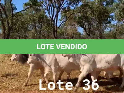 LOTE 036 - 72 ANIMAIS EXPERIMENTAIS NASCIMENTO OUTUBRO A DEZEMBRO 2020, (IDENTIFICAÇÃO NL 01, PESO 24/06/2022, 477KG, 01 ANIMAL EXPERIMENTAL, (IDENTIFICAÇÃO NL 02, PESO 24/06/2022, 433KG, 01 ANIMAL EXPERIMENTAL, (IDENTIFICAÇÃO NL 03, PESO 24/06/2022, 439KG, 01 ANIMAL EXPERIMENTAL, (IDENTIFICAÇÃO NL 04, PESO 24/06/2022, 446KG, 01 ANIMAL EXPERIMENTAL, (IDENTIFICAÇÃO NL 05, PESO 24/06/2022, 413KG, 01 ANIMAL EXPERIMENTAL, (IDENTIFICAÇÃO NL 06, PESO 24/06/2022, 531KG, 01 ANIMAL EXPERIMENTAL, (IDENTIFICAÇÃO NL 07, PESO 24/06/2022, 438KG, 01 ANIMAL EXPERIMENTAL, (IDENTIFICAÇÃO NL 08, PESO 24/06/2022, 458KG, 01 ANIMAL EXPERIMENTAL, (IDENTIFICAÇÃO NL 10, PESO 24/06/2022, 433KG, 01 ANIMAL EXPERIMENTAL, (IDENTIFICAÇÃO NL 11, PESO 24/06/2022, 438KG, 01 ANIMAL EXPERIMENTAL, (IDENTIFICAÇÃO NL 12, PESO 24/06/2022, 478KG, 01 ANIMAL EXPERIMENTAL, (IDENTIFICAÇÃO NL 13, PESO 24/06/2022, 467KG, 01 ANIMAL EXPERIMENTAL, (IDENTIFICAÇÃO NL 14, PESO 24/06/2022, 452KG, 01 ANIMAL EXPERIMENTAL, (IDENTIFICAÇÃO NL 15, PESO 24/06/2022, 419KG, 01 ANIMAL EXPERIMENTAL, (IDENTIFICAÇÃO NL 16, PESO 24/06/2022, 546KG, 01 ANIMAL EXPERIMENTAL, (IDENTIFICAÇÃO NL 17, PESO 24/06/2022, 398KG, 01 ANIMAL EXPERIMENTAL, (IDENTIFICAÇÃO NL 18, PESO 24/06/2022, 505KG, 01 ANIMAL EXPERIMENTAL, (IDENTIFICAÇÃO NL 19, PESO 24/06/2022, 516KG, 01 ANIMAL EXPERIMENTAL, (IDENTIFICAÇÃO NL 20, PESO 24/06/2022, 466KG, 01 ANIMAL EXPERIMENTAL, (IDENTIFICAÇÃO NL 21, PESO 24/06/2022, 471KG, 01 ANIMAL EXPERIMENTAL, (IDENTIFICAÇÃO NL 22, PESO 24/06/2022, 486KG, 01 ANIMAL EXPERIMENTAL, (IDENTIFICAÇÃO NL 23 PESO 24/06/2022, 503KG, 01 ANIMAL EXPERIMENTAL, (IDENTIFICAÇÃO NL 24 PESO 24/06/2022, 486KG, 01 ANIMAL EXPERIMENTAL, (IDENTIFICAÇÃO NL 25 PESO 24/06/2022, 466KG, 01 ANIMAL EXPERIMENTAL, (IDENTIFICAÇÃO NL 26 PESO 24/06/2022, 472KG, 01 ANIMAL EXPERIMENTAL, (IDENTIFICAÇÃO NL 27 PESO 24/06/2022, 437KG, 01 ANIMAL EXPERIMENTAL, (IDENTIFICAÇÃO NL 28 PESO 24/06/2022, 469KG, 01 ANIMAL EXPERIMENTAL, (IDENTIFICAÇÃO NL 29 PESO 24/06/2022, 454KG, 01 ANIMAL EXPERIMENTAL, (IDENTIFICAÇÃO NL 30 PESO 24/06/2022, 440KG, 01 ANIMAL EXPERIMENTAL, (IDENTIFICAÇÃO NL 31 PESO 24/06/2022, 464KG, 01 ANIMAL EXPERIMENTAL, (IDENTIFICAÇÃO NL 32 PESO 24/06/2022, 482KG, 01 ANIMAL EXPERIMENTAL, (IDENTIFICAÇÃO NL 33 PESO 24/06/2022, 409KG, 01 ANIMAL EXPERIMENTAL, (IDENTIFICAÇÃO NL 34 PESO 24/06/2022, 485KG, 01 ANIMAL EXPERIMENTAL, (IDENTIFICAÇÃO NL 36 PESO 24/06/2022, 517KG, 01 ANIMAL EXPERIMENTAL, (IDENTIFICAÇÃO NL 37 PESO 24/06/2022, 496KG, 01 ANIMAL EXPERIMENTAL, (IDENTIFICAÇÃO NL 41, PESO 24/06/2022, 447KG, 01 ANIMAL EXPERIMENTAL, (IDENTIFICAÇÃO NL 43 PESO 24/06/2022, 461KG, 01 ANIMAL EXPERIMENTAL, (IDENTIFICAÇÃO NL 44, PESO 24/06/2022, 393KG, 01 ANIMAL EXPERIMENTAL, (IDENTIFICAÇÃO NL 46, PESO 24/06/2022, 451KG, 01 ANIMAL EXPERIMENTAL, (IDENTIFICAÇÃO NL 47, PESO 24/06/2022, 458KG, 01 ANIMAL EXPERIMENTAL, (IDENTIFICAÇÃO NL 48, PESO 24/06/2022, 442KG, 01 ANIMAL EXPERIMENTAL, (IDENTIFICAÇÃO NL 49, PESO 24/06/2022, 436KG, 01 ANIMAL EXPERIMENTAL, (IDENTIFICAÇÃO NL 51, PESO 24/06/2022, 392KG, 01 ANIMAL EXPERIMENTAL, (IDENTIFICAÇÃO NL 53, PESO 24/06/2022, 449KG, 01 ANIMAL EXPERIMENTAL, (IDENTIFICAÇÃO NL 54, PESO 24/06/2022, 470KG, 01 ANIMAL EXPERIMENTAL, (IDENTIFICAÇÃO NL 55, PESO 24/06/2022, 482KG, 01 ANIMAL EXPERIMENTAL, (IDENTIFICAÇÃO NL 61, PESO 24/06/2022, 476KG, 01 ANIMAL EXPERIMENTAL, (IDENTIFICAÇÃO NL 62, PESO 24/06/2022, 419KG, 01 ANIMAL EXPERIMENTAL, (IDENTIFICAÇÃO NL 63, PESO 24/06/2022, 475KG, 01 ANIMAL EXPERIMENTAL, (IDENTIFICAÇÃO NL 65, PESO 24/06/2022, 484KG, 01 ANIMAL EXPERIMENTAL, (IDENTIFICAÇÃO NL 66, PESO 24/06/2022, 532KG, 01 ANIMAL EXPERIMENTAL, (IDENTIFICAÇÃO NL 67, PESO 24/06/2022, 478KG, 01 ANIMAL EXPERIMENTAL, (IDENTIFICAÇÃO NL 68, PESO 24/06/2022, 466KG, 01 ANIMAL EXPERIMENTAL, (IDENTIFICAÇÃO NL 69, PESO 24/06/2022, 413KG, 01 ANIMAL EXPERIMENTAL, (IDENTIFICAÇÃO NL 70, PESO 24/06/2022, 485KG, 01 ANIMAL EXPERIMENTAL, (IDENTIFICAÇÃO NL 72, PESO 24/06/2022, 442KG, 01 ANIMAL EXPERIMENTAL, (IDENTIFICAÇÃO NL 73, PESO 24/06/2022, 467KG, 01 ANIMAL EXPERIMENTAL, (IDENTIFICAÇÃO NL 74, PESO 24/06/2022, 515KG, 01 ANIMAL EXPERIMENTAL, (IDENTIFICAÇÃO NL 75, PESO 24/06/2022, 436KG, 01 ANIMAL EXPERIMENTAL, (IDENTIFICAÇÃO NL 76, PESO 24/06/2022, 477KG, 01 ANIMAL EXPERIMENTAL, (IDENTIFICAÇÃO NL 77, PESO 24/06/2022, 471KG, 01 ANIMAL EXPERIMENTAL, (IDENTIFICAÇÃO NL 79, PESO 24/06/2022, 436KG, 01 ANIMAL EXPERIMENTAL, (IDENTIFICAÇÃO NL 80, PESO 24/06/2022, 475KG, 01 ANIMAL EXPERIMENTAL, (IDENTIFICAÇÃO NL 81, PESO 24/06/2022, 441KG, 01 ANIMAL EXPERIMENTAL, (IDENTIFICAÇÃO NL 82, PESO 24/06/2022, 460KG, 01 ANIMAL EXPERIMENTAL, (IDENTIFICAÇÃO NL 84, PESO 24/06/2022, 428KG, 01 ANIMAL EXPERIMENTAL, (IDENTIFICAÇÃO NL 85, PESO 24/06/2022, 447KG, 01 ANIMAL EXPERIMENTAL, (IDENTIFICAÇÃO NL 86, PESO 24/06/2022, 480KG, 01 ANIMAL EXPERIMENTAL, (IDENTIFICAÇÃO NL 88, PESO 24/06/2022, 490KG, 01 ANIMAL EXPERIMENTAL, (IDENTIFICAÇÃO NL 89, PESO 24/06/2022, 506KG, 01 ANIMAL EXPERIMENTAL, (IDENTIFICAÇÃO NL 90, PESO 24/06/2022, 433KG E 01 ANIMAL EXPERIMENTAL, (IDENTIFICAÇÃO NL 91, PESO 24/06/2022, 457KG.