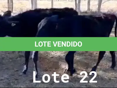 LOTE 022 - 01 BEZERRA GIROLANDA, (IDENTIFICAÇÃO FAL 475 3/4, MÃE GNH 005, PAI MONETÁRY, NASCIMENTO 24/06/05/2021, PESO 06/06/2022, 127,5KG E 01 BEZERRA GIROLANDA, (IDENTIFICAÇÃO FAL 476 5/8, MÃE FAL 153 5/8, PAI BOND CHORAL, NASCIMENTO 10/07/2021, PESO 06/06/2022, 111,0 KG. (TOTAL 02 BEZERRAS GIROLANDAS)