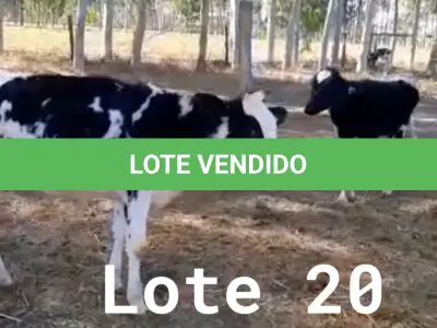 LOTE 020 - 01 BEZERRA GIROLANDA, (IDENTIFICAÇÃO FAL 471 3/4, MÃE GHN 01, PAI DOOZER, NASCIMENTO 06/06/2021, PESO 06/06/2022, 101,5KG E 01 BEZERRA GIROLANDA, (IDENTIFICAÇÃO FAL 486 3/4, MÃE GHC 7345, PAI MONETÁRY, NASCIMENTO 25/09/2021, PESO 06/06/2022, 95,0 KG. (TOTAL 02 BEZERRAS GIROLANDAS)
