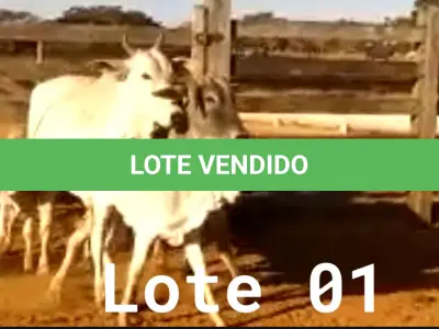 LOTE 001 - 02 VACAS NELORE COM CRIA AO PÉ, (IDENTIFICAÇÃO CAG 2012, MÃE CAG 1017, PAI SI, NASCIMENTO 22/02/2012, PESO 608Kg, CRIA AO PÉ IDENTIFICAÇÃO CAG 522, NASCIMENTO 04/02/2022, PAI SI, SEXO MASCULINO) E (IDENTIFICAÇÃO CAG 10215, MÃE CAG 1036, 01 NELORE, NASCIMENTO 01/11/2015, PESO 585KG, CRIA AO PÉ IDENTIFICAÇÃO CAG 1022, NASCIMENTO 13/02/2021, PAI THOR NELSI, SEXO FEMININO)