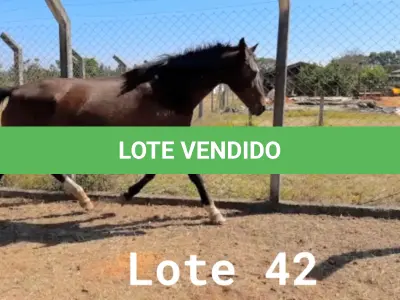 LOTE 042 - 01 EQUINO, (IDENTIFICAÇÃO FAL 584, NOME SN, CATEGORIA ÉGUA, MÃE SL, PAI SL, PELAGEM CASTANHA, NASCIMENTO 2005.