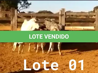 LOTE 001 - 02 VACAS NELORE COM CRIA AO PÉ, (IDENTIFICAÇÃO CAG 2012, MÃE CAG 1017, PAI SI, NASCIMENTO 22/02/2012, PESO 608Kg, CRIA AO PÉ IDENTIFICAÇÃO CAG 522, NASCIMENTO 04/02/2022, PAI SI, SEXO MASCULINO) E (IDENTIFICAÇÃO CAG 10215, MÃE CAG 1036, 01 NELORE, NASCIMENTO 01/11/2015, PESO 585KG, CRIA AO PÉ IDENTIFICAÇÃO CAG 1022, NASCIMENTO 13/02/2021, PAI THOR NELSI, SEXO FEMININO)