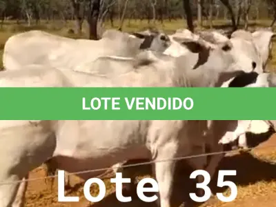 LOTE 035 - 06 ANIMAIS EXPERIMENTAIS RESERVAS, NASCIMENTO OUTUBRO A DEZEMBRO 2020 (IDENTIFICAÇÃO NL 35,  PESO 24/06/2022, 430KG, 01 ANIMAL EXPERIMENTAL RESERVA, (IDENTIFICAÇÃO NL 71, PESO 24/06/2022, 378KG, 01 ANIMAL EXPERIMENTAL RESERVA, (IDENTIFICAÇÃO NL 78, PESO 24/06/2022, 379KG, 01 ANIMAL EXPERIMENTAL RESERVA, (IDENTIFICAÇÃO NL 87, PESO 24/06/2022, 401KG, 01 ANIMAL EXPERIMENTAL RESERVA, (IDENTIFICAÇÃO NL 92, PESO 24/06/2022, 450KG E 01 ANIMAL EXPERIMENTAL RESERVA, (IDENTIFICAÇÃO NL 93, PESO 24/06/2022, 381KG.