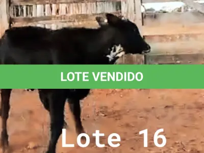 LOTE 016 - 01 BEZERRA NELORE/ANELORADA, (IDENTIFICAÇÃO CAG 2221 MÃE CAG 2616, PAI CAG 2317 3/4, NASCIMENTO 25/09/2021, PESO 06/06/2022, 212KG.