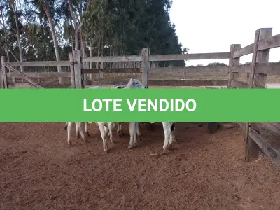 LOTE 017 - 01 BEZERRA NELORE/ANELORADA, (IDENTIFICAÇÃO NLN 501 MÃE NLC 180, PAI T-2180, NASCIMENTO 21/09/2021, PESO 06/06/2022, 236KG, 01 BEZERRA NELORE/ANELORADA, (IDENTIFICAÇÃO NLN 507 MÃE NLC 020, PAI SIKABAD, NASCIMENTO 14/11/2021, PESO 06/06/2022, 179KG, 01 BEZERRA NELORE/ANELORADA, (IDENTIFICAÇÃO NLN 508 MÃE NLC 249, PAI SIKABAD, NASCIMENTO 14/11/2021, PESO 06/06/2022, 187KG, 01 BEZERRA NELORE/ANELORADA, (IDENTIFICAÇÃO NLN 516 MÃE NLC 237, PAI ZELO AJ , NASCIMENTO 27/12/2021, PESO 06/06/2022, 180KG E 01 BEZERRA NELORE/ANELORADA, (IDENTIFICAÇÃO CAG 3421 MÃE CAG 618, PAI THOR NEL 0917, NASCIMENTO 03/12/2021, PESO 06/06/2022, 192KG (TOTAL 5 BEZERRAS)