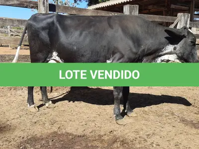 LOTE 009 - 01 VACA GIROLANDA, (IDENTIFICAÇÃO FAL 153 5/8 MÃE GHC 036, PAI FAL 050 5/8, NASCIMENTO 20/07/2015, REPRODUÇÃO PRENHE PP 10/01/2023, TOURO GALANTE NEL 077, PESO 06/06/2022, 645KG.