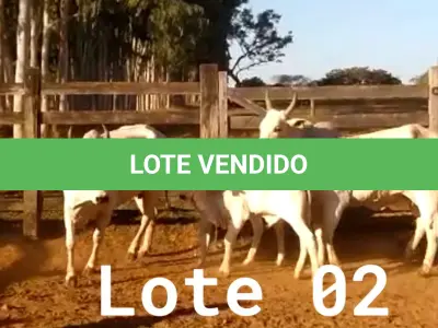 LOTE 002 - 02 VACAS NELORE COM CRIA AO PÉ, (IDENTIFICAÇÃO CAG 0613, MÃE CAG 1036, PAI SI, NASCIMENTO 16/01/2013, PESO 500KG, CRIA AO PÉ IDENTIFICAÇÃO CAG 1722, NASCIMENTO 22/02/2022, PAI SI, SEXO MASCULINO) E (IDENTIFICAÇÃO CAG 8215, MÃE CAG 0254, SI, NASCIMENTO 09/07/2015, PESO 513Kg, CRIA AO PÉ IDENTIFICAÇÃO CAG 722, NASCIMENTO 05/02/2022, PAI THOR NELORE, SEXO MASCULINO)