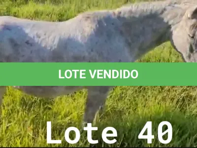LOTE 040 - 01 EQUINO, (IDENTIFICAÇÃO CAG 11, NOME MICHEL, CATEGORIA CAVALO, MÃE VENEZA, PAI SL, PELAGEM TORDILHO, NASCIMENTO 01/01/2009.