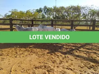 LOTE 025 - 01 BEZERRO NELORE, (IDENTIFICAÇÃO NLN 506, MÃE NLC 021, PAI T- 2180, NASCIMENTO 05/10/2021, PESO 06/06/2022, 183 KG, 01 BEZERRA GIROLANDA, (IDENTIFICAÇÃO CAG 5521, MÃE CAG 5616, PAI THOR NEL 0917, NASCIMENTO 16/11/2021, PESO 06/06/2022, 196 KG , 01 BEZERRO NELORE, (IDENTIFICAÇÃO NLN 509, MÃE NLC 282, PAI SIKABAD, NASCIMENTO 25/11/2021, PESO 06/06/2022, 189 KG, 01 BEZERRO NELORE, (IDENTIFICAÇÃO NLN 511, MÃE NLC 024, PAI T-2180, NASCIMENTO 23/11/2021, PESO 06/06/2022, 177 KG, 01 BEZERRO NELORE, (IDENTIFICAÇÃO NLN 513, MÃE NLC 025, PAI ZELO AJ, NASCIMENTO 25/12/2021, PESO 06/06/2022, 185 KG E 01 BEZERRO NELORE, (IDENTIFICAÇÃO CAG 6121, MÃE 4816, PAI THOR NEL 0917, NASCIMENTO 29/12/2021, PESO 06/06/2022, 178 KG. (TOTAL 06 BEZERROS NELORE)