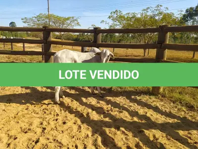 LOTE 023 - 01 BEZERRO NELORE, (IDENTIFICAÇÃO CAG 4321, MÃE 4216, PAI THOR NEL 0917, NASCIMENTO 20/10/2021, PESO 06/06/2022, 258 KG.