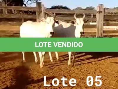 LOTE 005 - 02 VACAS NELORE VAZIAS, (IDENTIFICAÇÃO CAG 618, MÃE CAG 1032, PAI DIAMANTE, NASCIMENTO 08/02/2018, PESO 446KG; IDENTIFICAÇÃO CAG 2817, PAI DIAMANTE, MÃE CAG 1030, NASCIMENTO 23/09/2017, PESO 487KG).