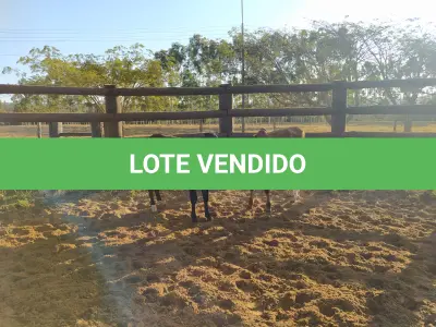 LOTE 021 - 01 BEZERRA GIROLANDA, (IDENTIFICAÇÃO FAL 465 5/8, MÃE FAL 260 3/4, PAI BOND CHORAL, NASCIMENTO 03/05/2021, PESO 06/06/2022, 155,0KG E 01 BEZERRA GIROLANDA, (IDENTIFICAÇÃO FAL 472 3/4, MÃE GHN 399, PAI MONETÁRY, NASCIMENTO 12/06/2021, PESO 06/06/2022, 166,0 KG. (TOTAL 02 BEZERRAS GIROLANDAS)
