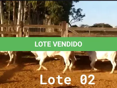 LOTE 002 - 02 VACAS NELORE COM CRIA AO PÉ, (IDENTIFICAÇÃO CAG 0613, MÃE CAG 1036, PAI SI, NASCIMENTO 16/01/2013, PESO 500KG, CRIA AO PÉ IDENTIFICAÇÃO CAG 1722, NASCIMENTO 22/02/2022, PAI SI, SEXO MASCULINO) E (IDENTIFICAÇÃO CAG 8215, MÃE CAG 0254, SI, NASCIMENTO 09/07/2015, PESO 513Kg, CRIA AO PÉ IDENTIFICAÇÃO CAG 722, NASCIMENTO 05/02/2022, PAI THOR NELORE, SEXO MASCULINO)