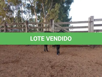 LOTE 016 - 01 BEZERRA NELORE/ANELORADA, (IDENTIFICAÇÃO CAG 2221 MÃE CAG 2616, PAI CAG 2317 3/4, NASCIMENTO 25/09/2021, PESO 06/06/2022, 212KG.