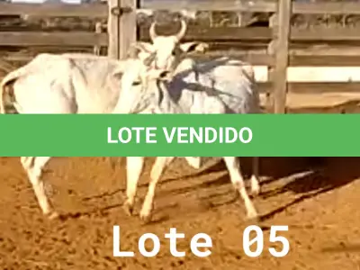 LOTE 005 - 02 VACAS NELORE VAZIAS, (IDENTIFICAÇÃO CAG 618, MÃE CAG 1032, PAI DIAMANTE, NASCIMENTO 08/02/2018, PESO 446KG; IDENTIFICAÇÃO CAG 2817, PAI DIAMANTE, MÃE CAG 1030, NASCIMENTO 23/09/2017, PESO 487KG).