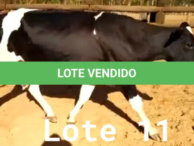 LOTE 011 - 01 VACA GIROLANDA, (IDENTIFICAÇÃO CAG 1217 MÃE CAG 4312, PAI CORAÇÃO, NASCIMENTO 03/05/2017, REPRODUÇÃO COBERTA, TOURO GALANTE NEL 077, PESO 06/06/2022, 417KG.