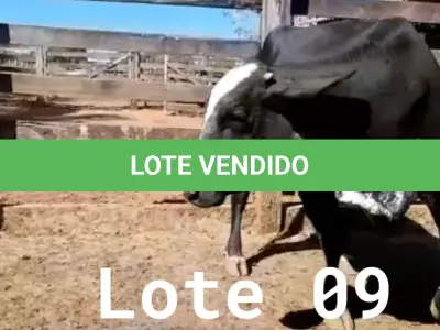 LOTE 009 - 01 VACA GIROLANDA, (IDENTIFICAÇÃO FAL 153 5/8 MÃE GHC 036, PAI FAL 050 5/8, NASCIMENTO 20/07/2015, REPRODUÇÃO PRENHE PP 10/01/2023, TOURO GALANTE NEL 077, PESO 06/06/2022, 645KG.