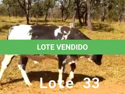 LOTE 033 - 01 ANIMAL PARA ABATE, (IDENTIFICAÇÃO CAG 5720, NASCIMENTO 27/12/2020, SEXO MASCULINO, PESO 24/06/2022, 436KG.