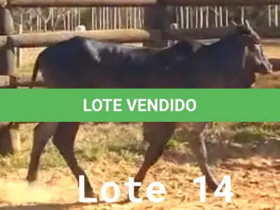 LOTE 014 - 01 NOVILHA NELORE/ANELORADA, (IDENTIFICAÇÃO NLN 472 MÃE CAG 5810, PAI T-2180, NASCIMENTO 29/01/2020, PESO 06/06/2022, 420KG.