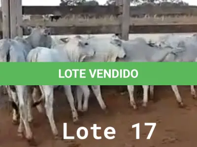 LOTE 017 - 01 BEZERRA NELORE/ANELORADA, (IDENTIFICAÇÃO NLN 501 MÃE NLC 180, PAI T-2180, NASCIMENTO 21/09/2021, PESO 06/06/2022, 236KG, 01 BEZERRA NELORE/ANELORADA, (IDENTIFICAÇÃO NLN 507 MÃE NLC 020, PAI SIKABAD, NASCIMENTO 14/11/2021, PESO 06/06/2022, 179KG, 01 BEZERRA NELORE/ANELORADA, (IDENTIFICAÇÃO NLN 508 MÃE NLC 249, PAI SIKABAD, NASCIMENTO 14/11/2021, PESO 06/06/2022, 187KG, 01 BEZERRA NELORE/ANELORADA, (IDENTIFICAÇÃO NLN 516 MÃE NLC 237, PAI ZELO AJ , NASCIMENTO 27/12/2021, PESO 06/06/2022, 180KG E 01 BEZERRA NELORE/ANELORADA, (IDENTIFICAÇÃO CAG 3421 MÃE CAG 618, PAI THOR NEL 0917, NASCIMENTO 03/12/2021, PESO 06/06/2022, 192KG (TOTAL 5 BEZERRAS)