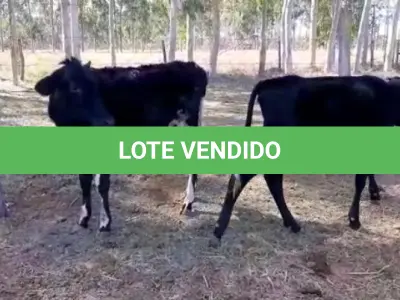 LOTE 022 - 01 BEZERRA GIROLANDA, (IDENTIFICAÇÃO FAL 475 3/4, MÃE GNH 005, PAI MONETÁRY, NASCIMENTO 24/06/05/2021, PESO 06/06/2022, 127,5KG E 01 BEZERRA GIROLANDA, (IDENTIFICAÇÃO FAL 476 5/8, MÃE FAL 153 5/8, PAI BOND CHORAL, NASCIMENTO 10/07/2021, PESO 06/06/2022, 111,0 KG. (TOTAL 02 BEZERRAS GIROLANDAS)