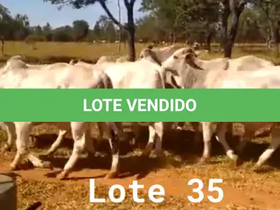LOTE 035 - 06 ANIMAIS EXPERIMENTAIS RESERVAS, NASCIMENTO OUTUBRO A DEZEMBRO 2020 (IDENTIFICAÇÃO NL 35,  PESO 24/06/2022, 430KG, 01 ANIMAL EXPERIMENTAL RESERVA, (IDENTIFICAÇÃO NL 71, PESO 24/06/2022, 378KG, 01 ANIMAL EXPERIMENTAL RESERVA, (IDENTIFICAÇÃO NL 78, PESO 24/06/2022, 379KG, 01 ANIMAL EXPERIMENTAL RESERVA, (IDENTIFICAÇÃO NL 87, PESO 24/06/2022, 401KG, 01 ANIMAL EXPERIMENTAL RESERVA, (IDENTIFICAÇÃO NL 92, PESO 24/06/2022, 450KG E 01 ANIMAL EXPERIMENTAL RESERVA, (IDENTIFICAÇÃO NL 93, PESO 24/06/2022, 381KG.