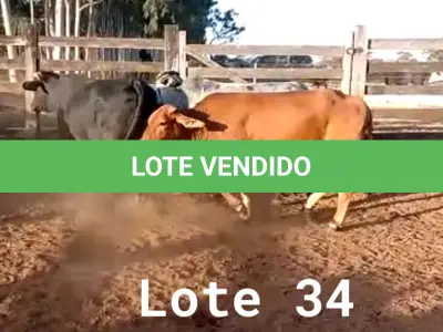 LOTE 034 - 01 ANIMAL PARA ABATE, (IDENTIFICAÇÃO CAG 1510, NASCIMENTO 01/08/2010, SEXO FEMININO, PESO 24/06/2022, 672KG, 01 ANIMAL PARA ABATE, (IDENTIFICAÇÃO UNB 360, NASCIMENTO 05/01/2011, SEXO FEMININO, PESO 24/06/2022, 518KG E 01 ANIMAL PARA ABATE, (IDENTIFICAÇÃO UNB 437, NASCIMENTO 20/10/2016, SEXO FEMININO, PESO 24/06/2022, 562KG.(TOTAL 03 ANIMAIS PARA ABATE)