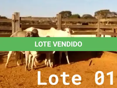 LOTE 001 - 02 VACAS NELORE COM CRIA AO PÉ, (IDENTIFICAÇÃO CAG 2012, MÃE CAG 1017, PAI SI, NASCIMENTO 22/02/2012, PESO 608Kg, CRIA AO PÉ IDENTIFICAÇÃO CAG 522, NASCIMENTO 04/02/2022, PAI SI, SEXO MASCULINO) E (IDENTIFICAÇÃO CAG 10215, MÃE CAG 1036, 01 NELORE, NASCIMENTO 01/11/2015, PESO 585KG, CRIA AO PÉ IDENTIFICAÇÃO CAG 1022, NASCIMENTO 13/02/2021, PAI THOR NELSI, SEXO FEMININO)