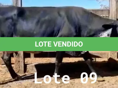 LOTE 009 - 01 VACA GIROLANDA, (IDENTIFICAÇÃO FAL 153 5/8 MÃE GHC 036, PAI FAL 050 5/8, NASCIMENTO 20/07/2015, REPRODUÇÃO PRENHE PP 10/01/2023, TOURO GALANTE NEL 077, PESO 06/06/2022, 645KG.