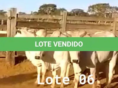 LOTE 006 - 03 VACAS NELORE VAZIAS, (IDENTIFICAÇÃO CAG 2814, MÃE CAG 1022, PAI SI, NASCIMENTO 21/05/2014, PESO 515KG; IDENTIFICAÇÃO CAG 4816, PAI 01 NELORE, MÃE CAG 6911, NASCIMENTO 26/09/2016, PESO 555KG;  IDENTIFICAÇÃO CAG 5616, PAI 01 NELORE, MÃE CAG 1022, NASCIMENTO 12/12/2016, PESO 560KG).