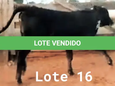 LOTE 016 - 01 BEZERRA NELORE/ANELORADA, (IDENTIFICAÇÃO CAG 2221 MÃE CAG 2616, PAI CAG 2317 3/4, NASCIMENTO 25/09/2021, PESO 06/06/2022, 212KG.