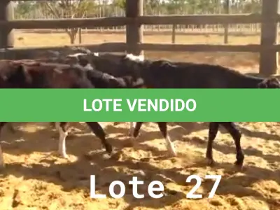 LOTE 027 - 01 BEZERRO GIROLANDO, (IDENTIFICAÇÃO FAL 483 5/8 SB, MÃE FAL 123 3/4, PAI B. CHORAL, NASCIMENTO 28/08/2021, PESO 06/06/2022, 92 KG, 01 BEZERRA GIROLANDO, (IDENTIFICAÇÃO FAL 484 5/8, MÃE FAL 136 3/4, PAI T.272, NASCIMENTO 03/09/2021, PESO 06/06/2022, 107 KG, 01 BEZERRO GIROLANDO, (IDENTIFICAÇÃO FAL 485 3/4, MÃE SB, PAI SPICE, NASCIMENTO 10/09/2021, PESO 06/06/2022, 123 KG, 01 BEZERRO GIROLANDO, (IDENTIFICAÇÃO FAL 487 5/8, MÃE FAL 160 3/4, PAI B. CHORAL, NASCIMENTO 27/09/2021, PESO 104 KG, 01 BEZERRO GIROLANDO, (IDENTIFICAÇÃO FAL 488 3/4, MÃE GHC 1076, PAI SPICE, NASCIMENTO 28/10/2021, PESO 06/06/2022, 117 KG E 01 BEZERRO GIROLANDO, (IDENTIFICAÇÃO FAL 489 5/8, MÃE FAL 374 3/4, PAI QUINCAS, NASCIMENTO 16/11/2021, PESO 06/06/2022, 115 KG . (TOTAL 06 BEZERROS GIROLANDO)