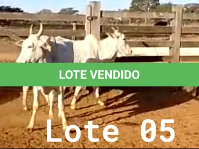 LOTE 005 - 02 VACAS NELORE VAZIAS, (IDENTIFICAÇÃO CAG 618, MÃE CAG 1032, PAI DIAMANTE, NASCIMENTO 08/02/2018, PESO 446KG; IDENTIFICAÇÃO CAG 2817, PAI DIAMANTE, MÃE CAG 1030, NASCIMENTO 23/09/2017, PESO 487KG).