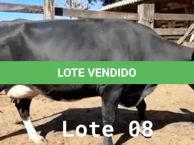 LOTE 008 - 01 VACA GIROLANDA, (IDENTIFICAÇÃO FAL 138 3/4 MÃE GHN 211, PAI LOADED, NASCIMENTO 30/04/2015, REPRODUÇÃO PRENHE PP 14/02/2023, TOURO EMBAIXADOR 5/8 ROL, PESO 06/06/2022, 618KG.