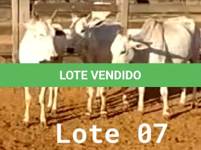 LOTE 007 - 03 VACAS NELORE VAZIAS, (IDENTIFICAÇÃO NLC 020, MÃE SI, PAI SI, NASCIMENTO 2017, PESO 435KG; IDENTIFICAÇÃO NLC 025, PAI SI, MÃE SI, NASCIMENTO 2017, PESO 466KG; IDENTIFICAÇÃO NLC 026, PAI SI, MÃE SI, NASCIMENTO 2017, PESO 392KG).