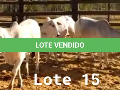 LOTE 015 - 01 NOVILHAS NELORE/ANELORADA, (IDENTIFICAÇÃO NLN 475 MÃE NLC 207, PAI T-2180, NASCIMENTO 06/09/2020, PESO 06/06/2022, 329KG, 01 NOVILHA NELORE/ANELORADA, (IDENTIFICAÇÃO NLN 480 MÃE NLC 022, PAI T-2180, NASCIMENTO 26/09/2020, PESO 06/06/2022, 275KG E 01 NOVILHA NELORE/ANELORADA, (IDENTIFICAÇÃO NLN 486 MÃE NLC 218, PAI T-2180, NASCIMENTO 21/10/2020 PESO 06/06/2022, 307KG. (TOTAL 3 NOVILHAS)