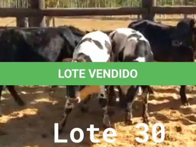 LOTE 030 - 01 BEZERRO GIROLANDO, (IDENTIFICAÇÃO FAL 473 5/8, MÃE FAL 360 5/8, PAI B. CHORAL, NASCIMENTO 12/06/2021, PESO 06/06/2022, 242 KG, 01 BEZERR A GIROLANDO, (IDENTIFICAÇÃO CAG 4121 3/4, MÃE CAG 9215, PAI 1917 3/4 HZ, NASCIMENTO 20/10/2021, PESO 06/06/2022, 234KG, 01 BEZERRO GIROLANDO, (IDENTIFICAÇÃO CAG 3721 5/8, MÃE CAG 4312, PAI 2317 3/4  HZ, NASCIMENTO 29/09/2021, PESO 06/06/2022, 230 KG, 01 BEZERRO GIROLANDO, (IDENTIFICAÇÃO CAG 2121 1/2  SB, MÃE CAG 9815, PAI 1917 3/4 HOL, NASCIMENTO 24/06/2021, PESO 240 KG. (TOTAL 04 BEZERROS GIROLANDO)