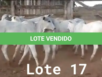 LOTE 017 - 01 BEZERRA NELORE/ANELORADA, (IDENTIFICAÇÃO NLN 501 MÃE NLC 180, PAI T-2180, NASCIMENTO 21/09/2021, PESO 06/06/2022, 236KG, 01 BEZERRA NELORE/ANELORADA, (IDENTIFICAÇÃO NLN 507 MÃE NLC 020, PAI SIKABAD, NASCIMENTO 14/11/2021, PESO 06/06/2022, 179KG, 01 BEZERRA NELORE/ANELORADA, (IDENTIFICAÇÃO NLN 508 MÃE NLC 249, PAI SIKABAD, NASCIMENTO 14/11/2021, PESO 06/06/2022, 187KG, 01 BEZERRA NELORE/ANELORADA, (IDENTIFICAÇÃO NLN 516 MÃE NLC 237, PAI ZELO AJ , NASCIMENTO 27/12/2021, PESO 06/06/2022, 180KG E 01 BEZERRA NELORE/ANELORADA, (IDENTIFICAÇÃO CAG 3421 MÃE CAG 618, PAI THOR NEL 0917, NASCIMENTO 03/12/2021, PESO 06/06/2022, 192KG (TOTAL 5 BEZERRAS)