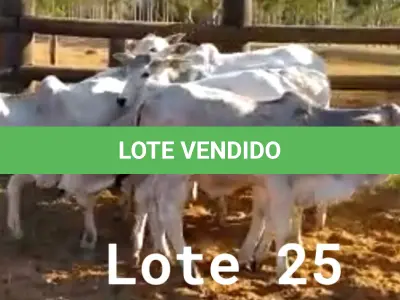 LOTE 025 - 01 BEZERRO NELORE, (IDENTIFICAÇÃO NLN 506, MÃE NLC 021, PAI T- 2180, NASCIMENTO 05/10/2021, PESO 06/06/2022, 183 KG, 01 BEZERRA GIROLANDA, (IDENTIFICAÇÃO CAG 5521, MÃE CAG 5616, PAI THOR NEL 0917, NASCIMENTO 16/11/2021, PESO 06/06/2022, 196 KG , 01 BEZERRO NELORE, (IDENTIFICAÇÃO NLN 509, MÃE NLC 282, PAI SIKABAD, NASCIMENTO 25/11/2021, PESO 06/06/2022, 189 KG, 01 BEZERRO NELORE, (IDENTIFICAÇÃO NLN 511, MÃE NLC 024, PAI T-2180, NASCIMENTO 23/11/2021, PESO 06/06/2022, 177 KG, 01 BEZERRO NELORE, (IDENTIFICAÇÃO NLN 513, MÃE NLC 025, PAI ZELO AJ, NASCIMENTO 25/12/2021, PESO 06/06/2022, 185 KG E 01 BEZERRO NELORE, (IDENTIFICAÇÃO CAG 6121, MÃE 4816, PAI THOR NEL 0917, NASCIMENTO 29/12/2021, PESO 06/06/2022, 178 KG. (TOTAL 06 BEZERROS NELORE)