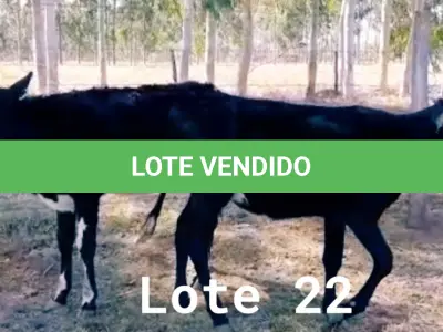 LOTE 022 - 01 BEZERRA GIROLANDA, (IDENTIFICAÇÃO FAL 475 3/4, MÃE GNH 005, PAI MONETÁRY, NASCIMENTO 24/06/05/2021, PESO 06/06/2022, 127,5KG E 01 BEZERRA GIROLANDA, (IDENTIFICAÇÃO FAL 476 5/8, MÃE FAL 153 5/8, PAI BOND CHORAL, NASCIMENTO 10/07/2021, PESO 06/06/2022, 111,0 KG. (TOTAL 02 BEZERRAS GIROLANDAS)