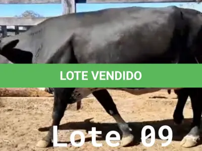 LOTE 009 - 01 VACA GIROLANDA, (IDENTIFICAÇÃO FAL 153 5/8 MÃE GHC 036, PAI FAL 050 5/8, NASCIMENTO 20/07/2015, REPRODUÇÃO PRENHE PP 10/01/2023, TOURO GALANTE NEL 077, PESO 06/06/2022, 645KG.