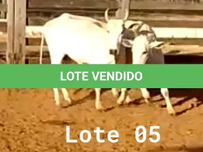 LOTE 005 - 02 VACAS NELORE VAZIAS, (IDENTIFICAÇÃO CAG 618, MÃE CAG 1032, PAI DIAMANTE, NASCIMENTO 08/02/2018, PESO 446KG; IDENTIFICAÇÃO CAG 2817, PAI DIAMANTE, MÃE CAG 1030, NASCIMENTO 23/09/2017, PESO 487KG).