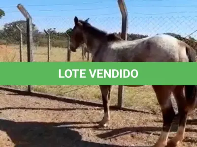 LOTE 043 - 01 EQUINO, (IDENTIFICAÇÃO FAL 633, NOME SN, CATEGORIA ÉGUA, MÃE SL, PAI SL, PELAGEM ROSILHA, NASCIMENTO 2005.