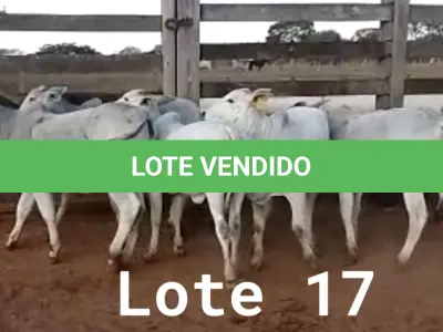 LOTE 017 - 01 BEZERRA NELORE/ANELORADA, (IDENTIFICAÇÃO NLN 501 MÃE NLC 180, PAI T-2180, NASCIMENTO 21/09/2021, PESO 06/06/2022, 236KG, 01 BEZERRA NELORE/ANELORADA, (IDENTIFICAÇÃO NLN 507 MÃE NLC 020, PAI SIKABAD, NASCIMENTO 14/11/2021, PESO 06/06/2022, 179KG, 01 BEZERRA NELORE/ANELORADA, (IDENTIFICAÇÃO NLN 508 MÃE NLC 249, PAI SIKABAD, NASCIMENTO 14/11/2021, PESO 06/06/2022, 187KG, 01 BEZERRA NELORE/ANELORADA, (IDENTIFICAÇÃO NLN 516 MÃE NLC 237, PAI ZELO AJ , NASCIMENTO 27/12/2021, PESO 06/06/2022, 180KG E 01 BEZERRA NELORE/ANELORADA, (IDENTIFICAÇÃO CAG 3421 MÃE CAG 618, PAI THOR NEL 0917, NASCIMENTO 03/12/2021, PESO 06/06/2022, 192KG (TOTAL 5 BEZERRAS)